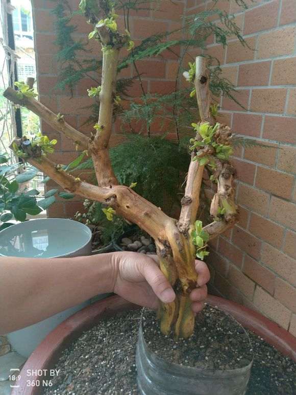 这个下山桩多少钱买的 45元买的 贵不贵