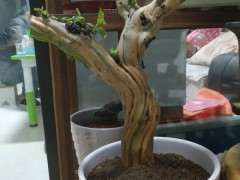 这个下山桩多少钱买的 45元买的 贵不贵