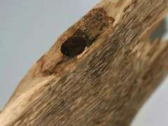 阳台上种的沉香下山桩树桩能不能结香