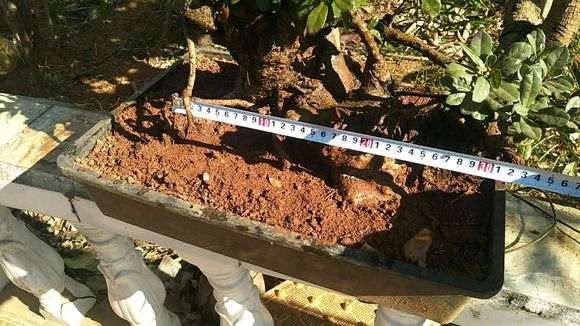 我也挖了一颗杨梅下山桩 可以吗 图片