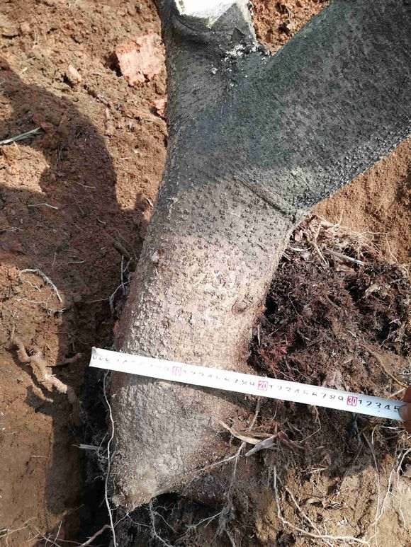 我也挖了一颗杨梅下山桩 可以吗 图片