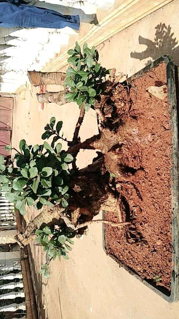 我也挖了一颗杨梅下山桩 可以吗 图片