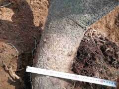 我也挖了一颗杨梅下山桩 可以吗 图片