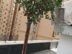 月季下山桩树桩2天没有浇水 会死吗