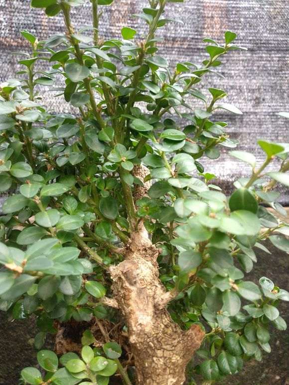 这棵黄杨下山桩2800元买的 贵吗