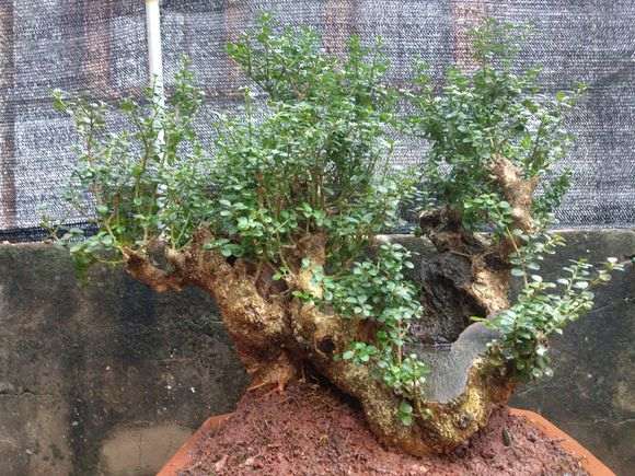 这棵黄杨下山桩2800元买的 贵吗