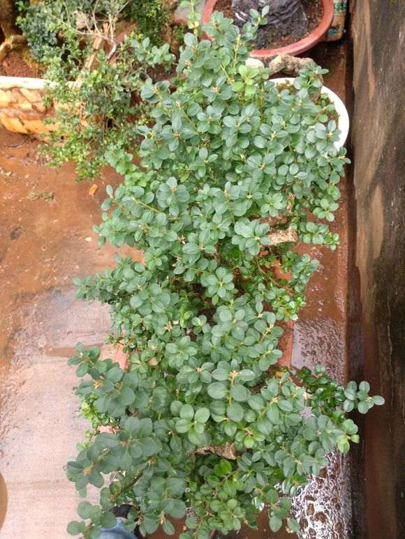 这棵黄杨下山桩2800元买的 贵吗