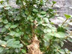 这棵黄杨下山桩2800元买的 贵吗