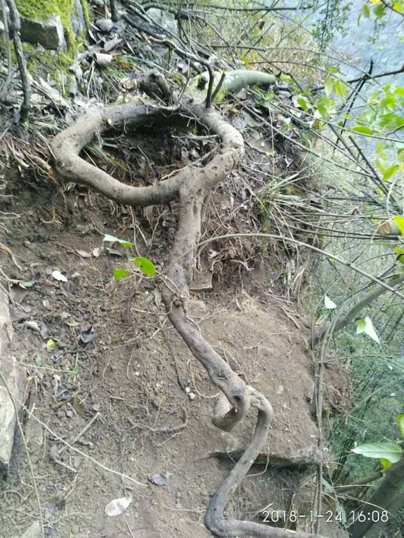 野生金弹子下山桩出售