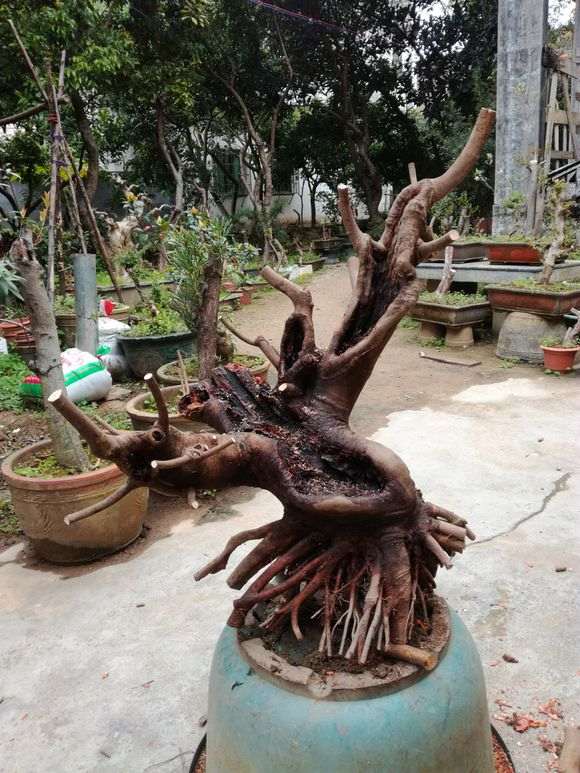 盆友们有种这个下山桩吗？荔枝树桩