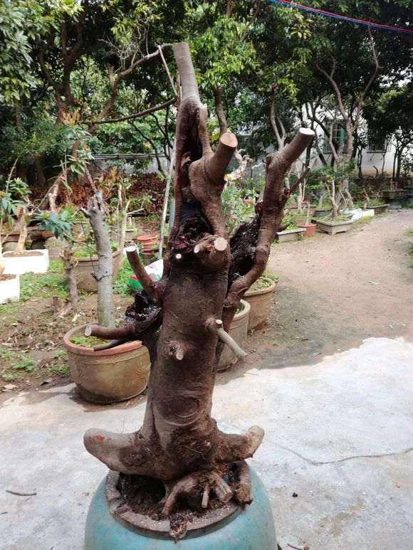 盆友们有种这个下山桩吗？荔枝树桩