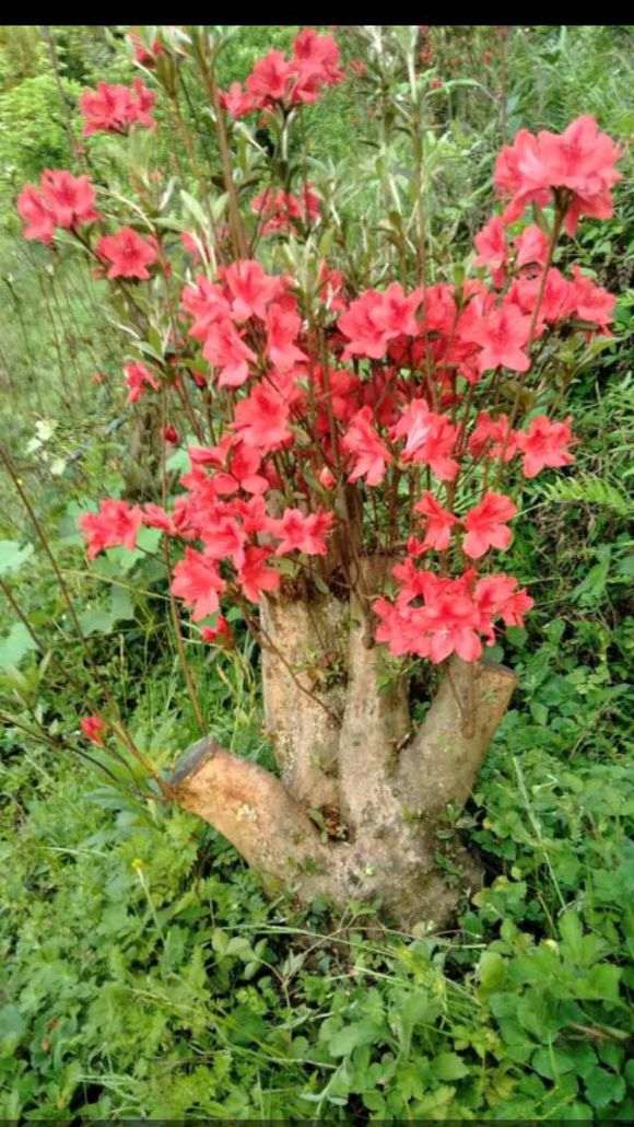 为什么黄缘下山桩是种不活