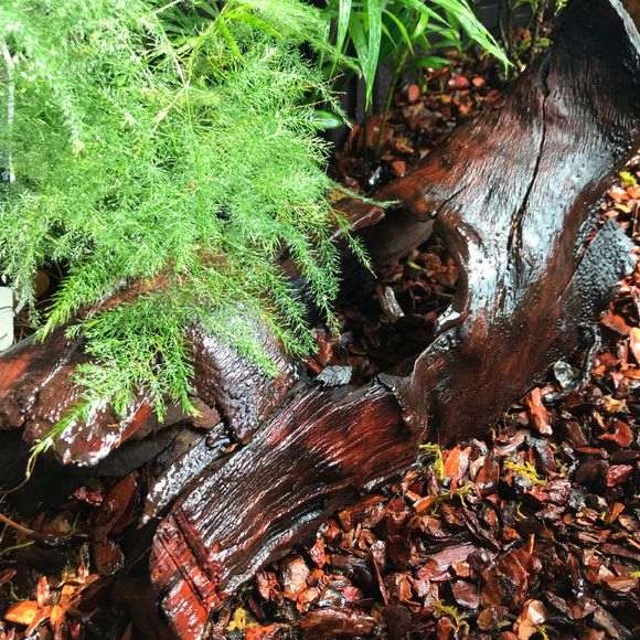 为什么黄缘下山桩是种不活