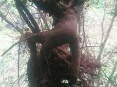 这是什么下山桩 树枝很像九里香 图片