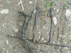 为什么金弹子下山桩生桩发芽后 死的多