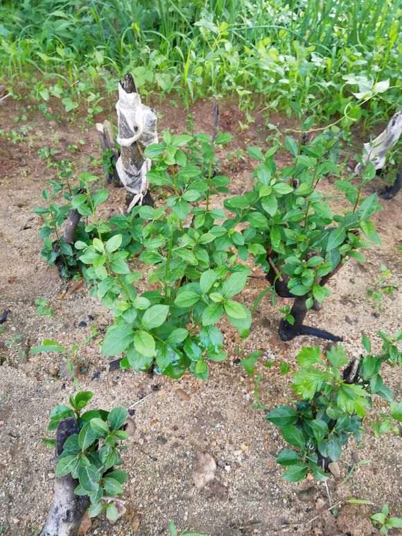 为什么老鸦柿下山桩成活率可以百分之百