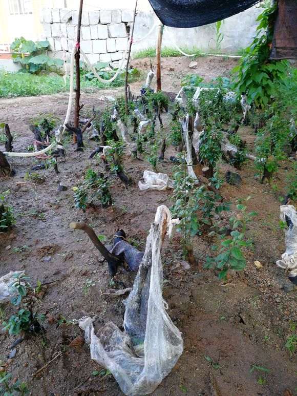 为什么老鸦柿下山桩成活率可以百分之百