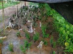 为什么老鸦柿下山桩成活率可以百分之百