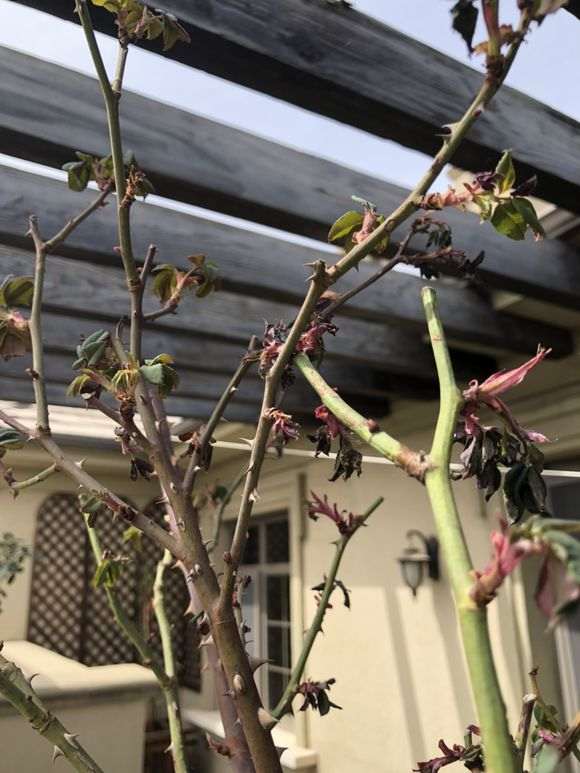 月季下山桩怎么喷水修剪的方法