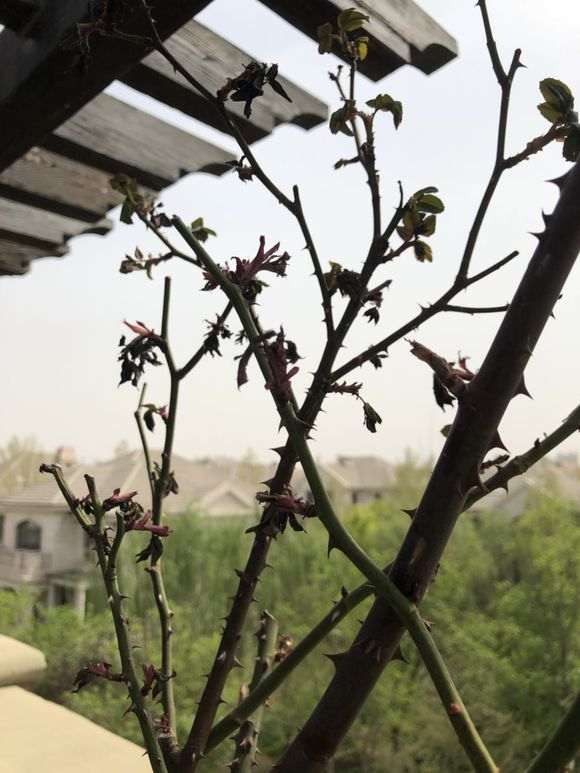 月季下山桩怎么喷水修剪的方法