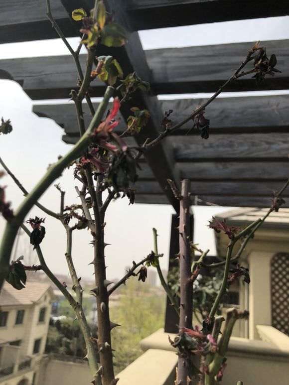 月季下山桩怎么喷水修剪的方法
