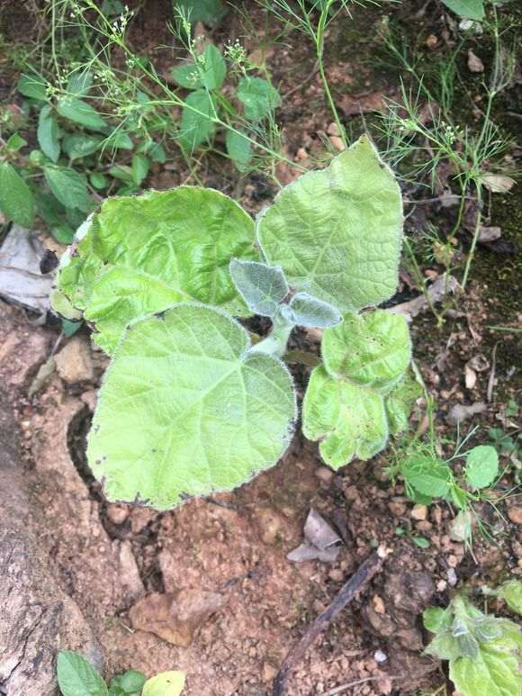 这是什么下山桩