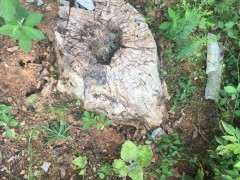 这是什么下山桩 怎么把它彻底搞死