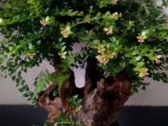 为什么黄缘下山桩是种不活 图片