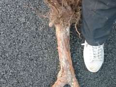 倒栽的树桩下山桩怎么包裹塑料膜的方法