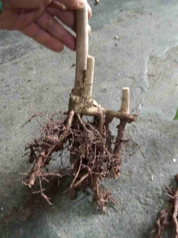 桂花下山桩遮阳时 别缺水就可以发芽