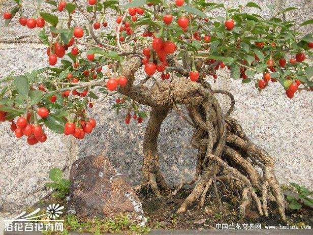 一米高的枸杞树桩要多少钱