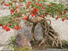 一米高的枸杞下山桩树桩要多少钱