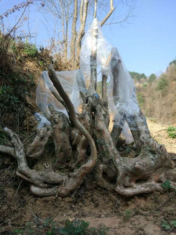 一个月左右 映山红下山桩还没开始发芽