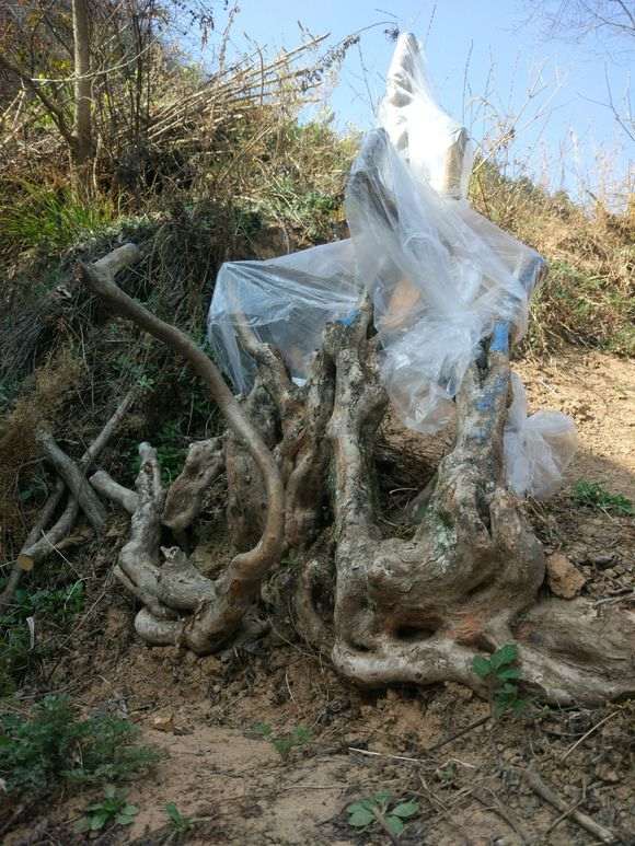一个月左右 映山红下山桩还没开始发芽