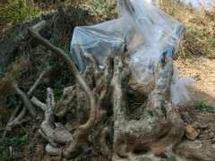 一个月左右 映山红下山桩还没开始发芽