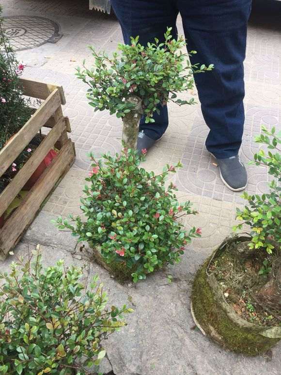 赤楠下山桩嫁接什么最好