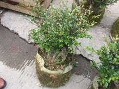 赤楠下山桩嫁接什么最好 图片