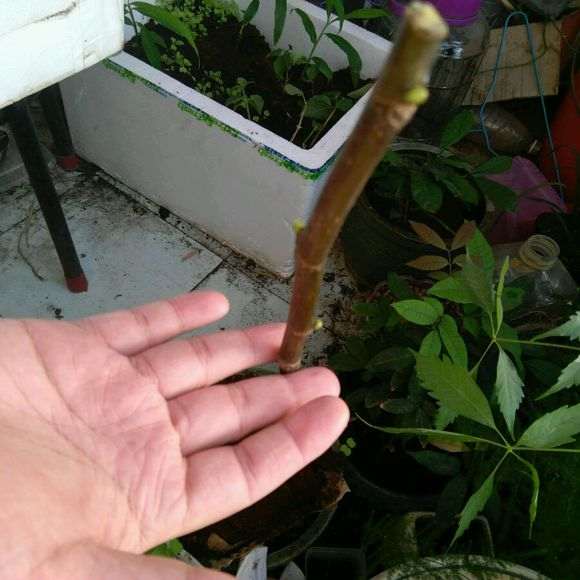 无花果下山桩种半个月