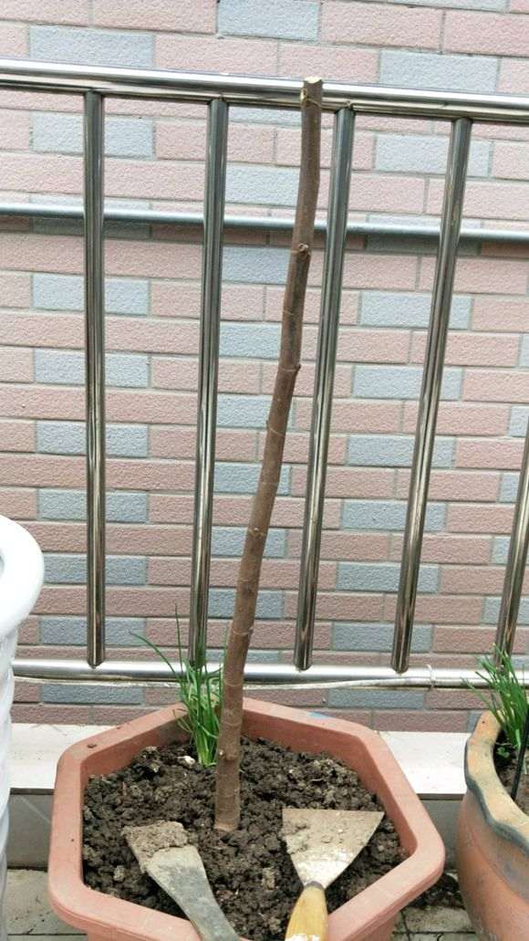 无花果下山桩种半个月