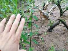 下山桩用破布包裹还是容易干 有什么办法吗