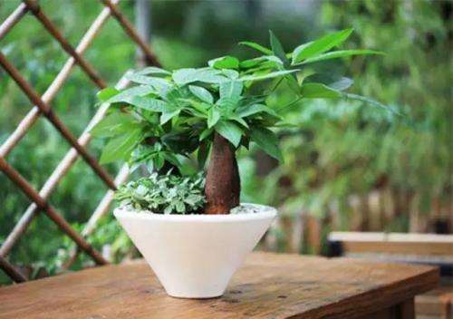 买的发财树下山桩不出芽 是不是死了