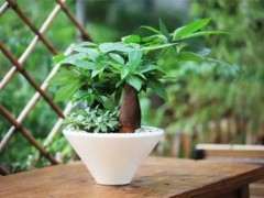 买的发财树下山桩不出芽 是不是死了