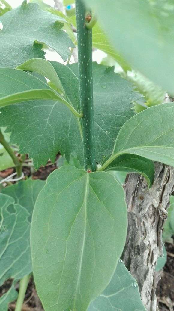 去年冬天挖的下山桩树桩 这是什么植物