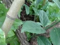 去年冬天挖的下山桩树桩 这是什么植物