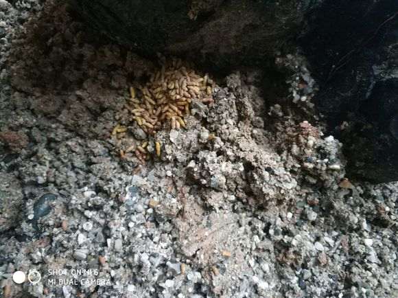 下山桩里有虫子怎么办 图片