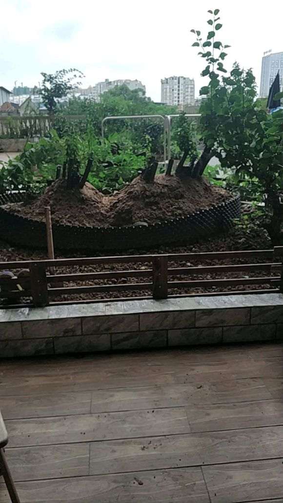 下山桩里有虫子怎么办 图片