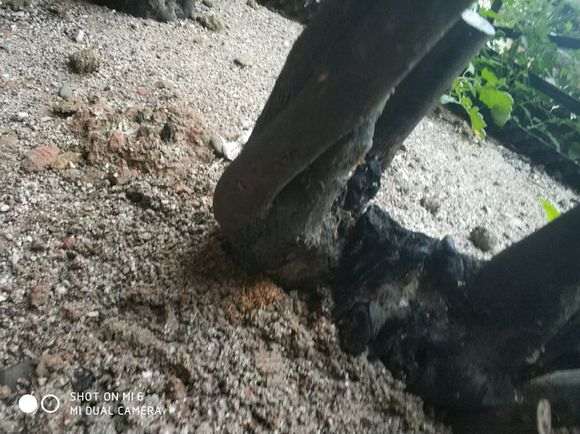 下山桩里有虫子怎么办 图片