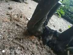 下山桩里有虫子怎么办 图片