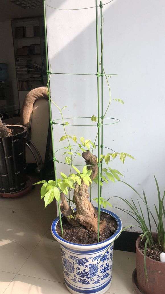 紫藤下山桩树桩不发芽