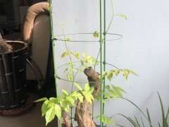 紫藤下山桩树桩不发芽 怎么办 图片